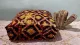 Marokkanischer Pouf Nr. 12070 60cm x 60cm x 25cm inkl. Füllung