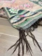beni mguild 64380 290cm x 135cm  met zachte pastel kleuren