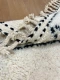 Beni ouarain Teppich 35500 292cm x 195cm